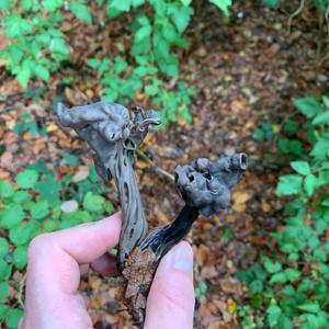 Fluted Black Helvella