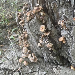 Clustered Psathyrella