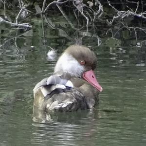 Red-crested Pochard