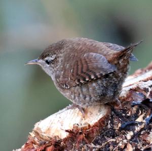 Winter Wren