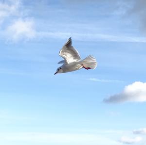 Black-headed Gull