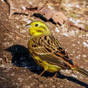 Yellowhammer