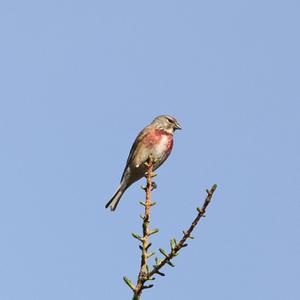 Eurasian Linnet