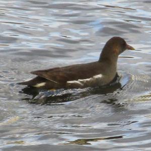 Common Moorhen