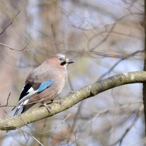 Eurasian Jay