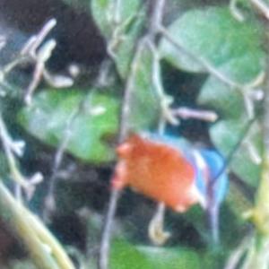 Common Kingfisher