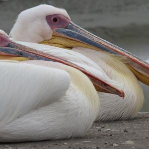 American White Pelican