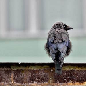 Eurasian Jackdaw