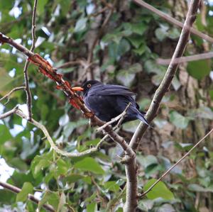 Eurasian Blackbird