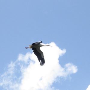 White Stork