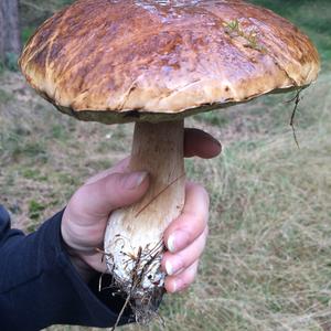 Summer Bolete