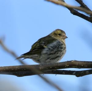 Eurasian Siskin