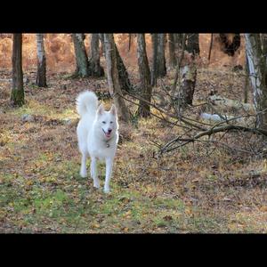 Siberian Husky