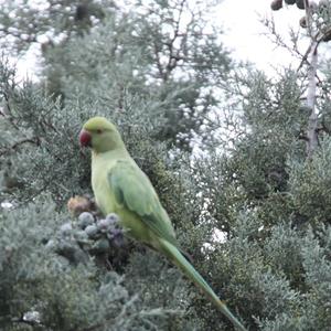 Rose-ringed Parakeet