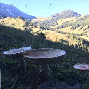 Fly Agaric