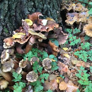 Golden False Pholiota