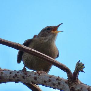 Winter Wren