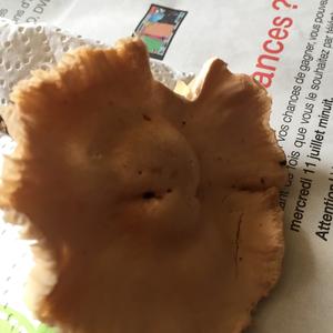 Unbekannte Art