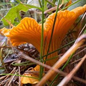 Chanterelle, Common