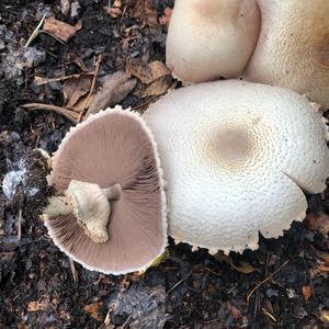 Horse Mushroom