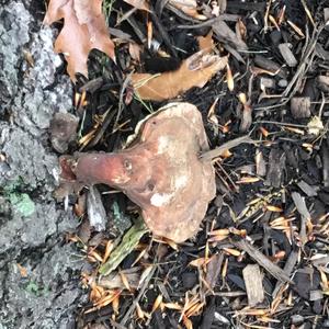 Beefsteak Polypore