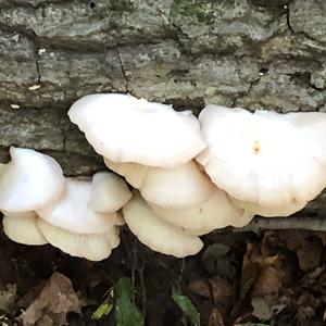 Oyster Mushroom