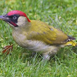 Eurasian Green Woodpecker