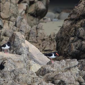 Eurasian Oystercatcher