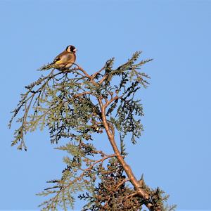 Gold-naped Finch