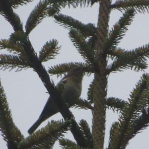 Eurasian Chaffinch