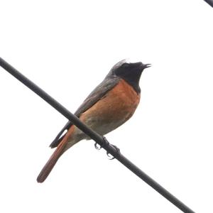 Common Redstart