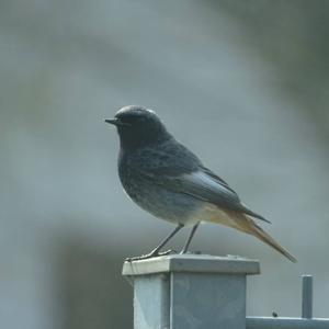 Black Redstart