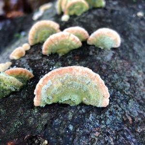 Gill Polypore