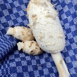 Shaggy Mane