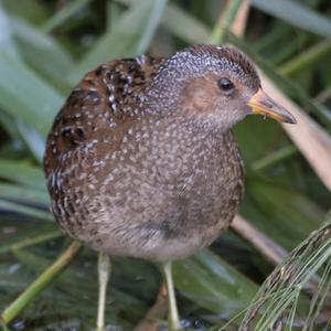 Spotted Crake