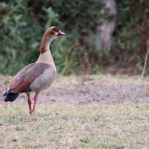 Egyptian Goose