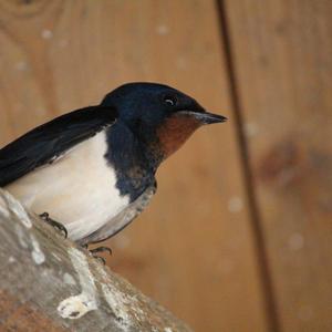 Barn Swallow