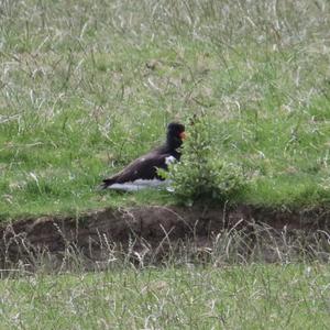 Eurasian Oystercatcher