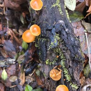 Deadly Galerina