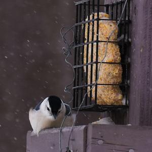 Carolina Chickadee