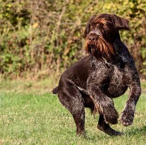 Pointer (German Wirehaired)