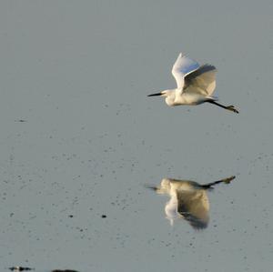 Little Egret