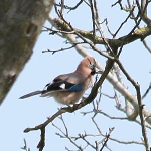 Eurasian Jay