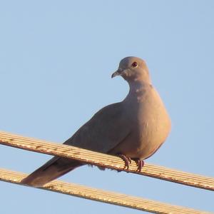 Eurasian Collared-dove