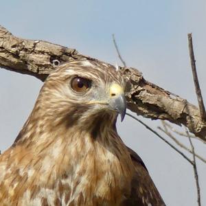 Red-shouldered Hawk