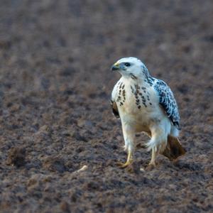 Common Buzzard