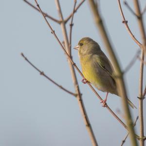 European Greenfinch