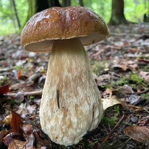 Summer Bolete