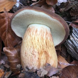 Bay Bolete