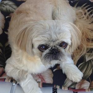 Pekingese